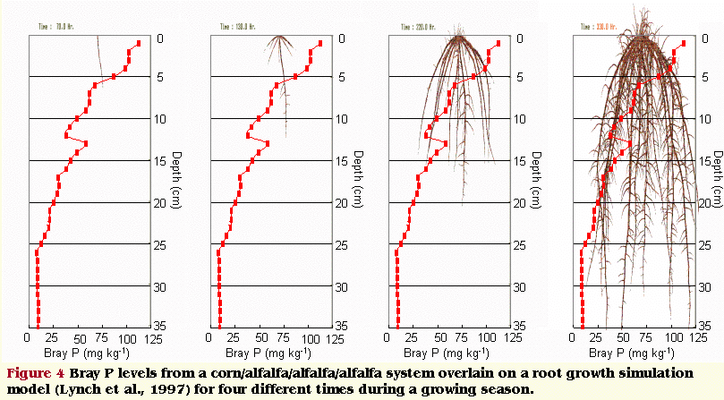root growth through variable P soil