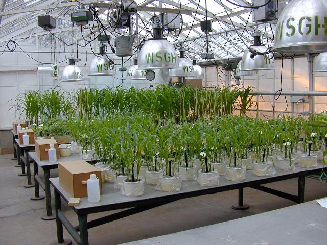 Soils Greenhouse