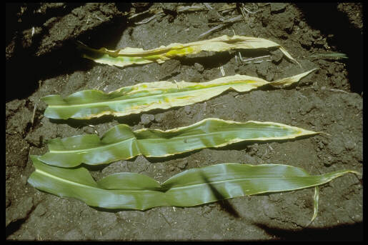 Potassium deficiency in corn