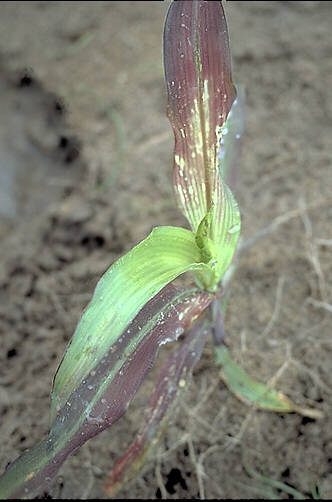 P deficiency in corn