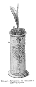 von Sach's hydroponics setup, 1887