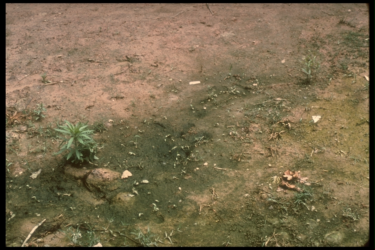 An algal bloom on moist soil surface