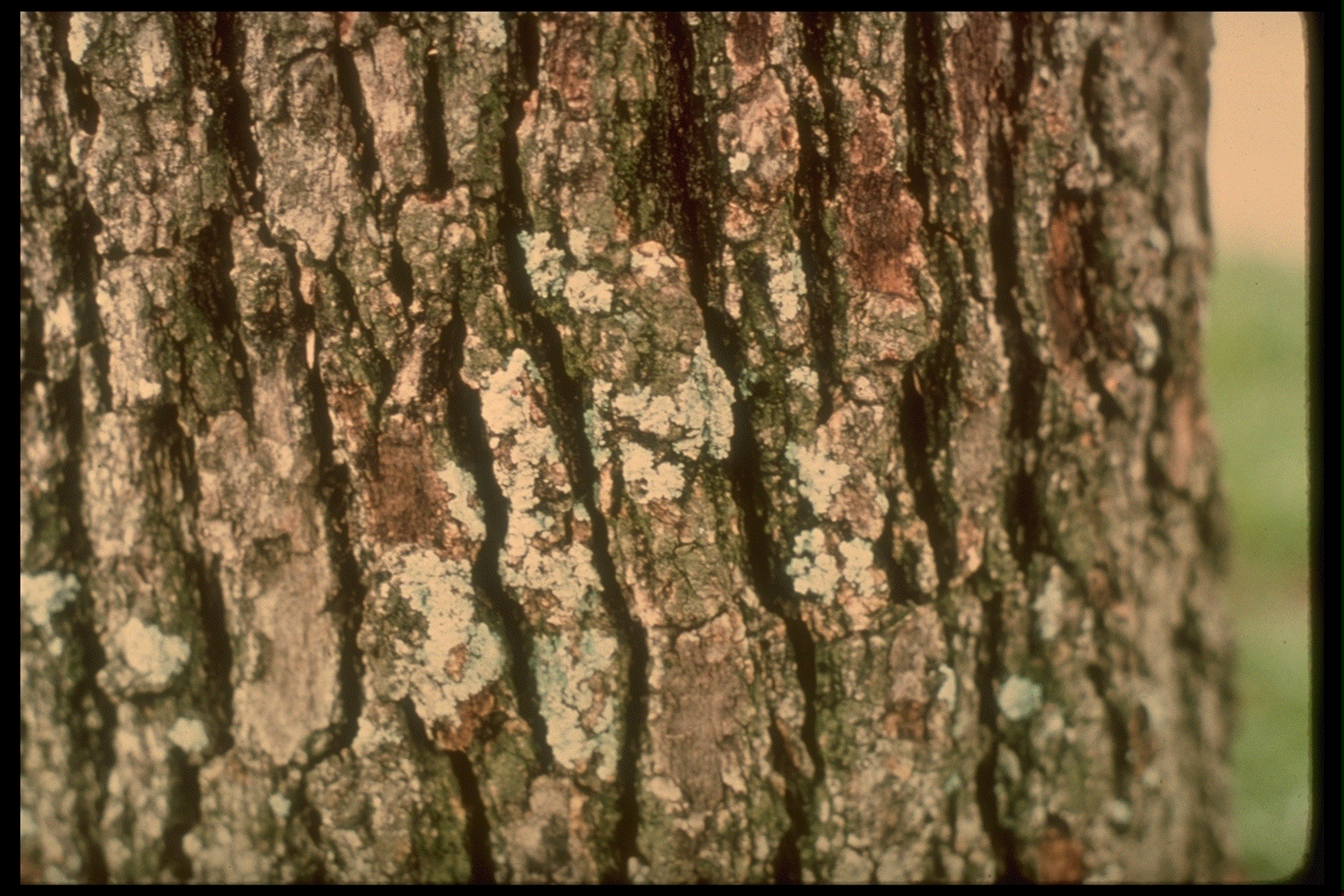 lichens on tree bark