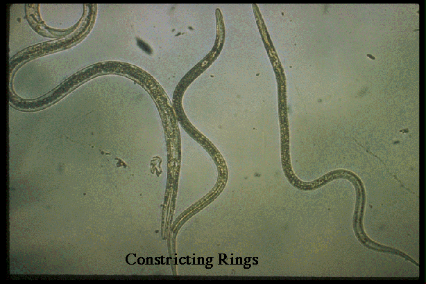 (also called eelworms, threadworms ) can be seen only with the aid of a ...